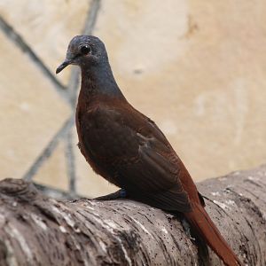 Blue-headed wood-dove