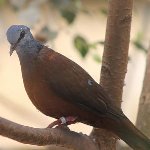 Blue-headed wood-dove