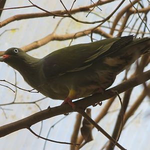 African green-pigeon