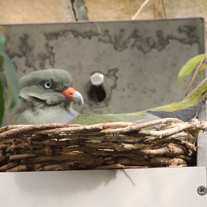African green-pigeon
