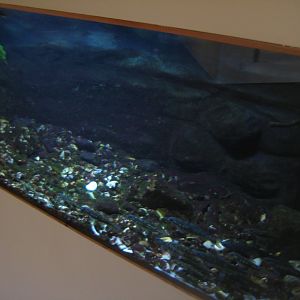 Fiskeri- og Søfartsmuseet - Salmon tank
