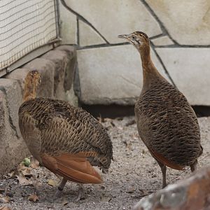 Red-winged Tinamous