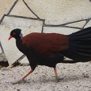 Pheasant-pigeon