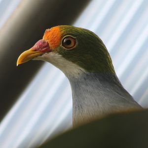 Orange-fronted fruit-dove
