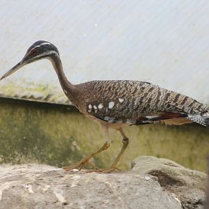 Sunbittern