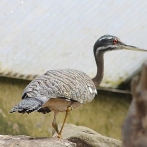 Sunbittern
