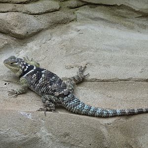 Blue spiny lizard