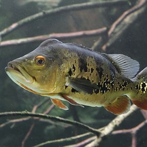 Peacock bass