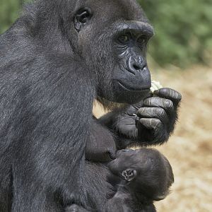 Gorilla Touni and infant
