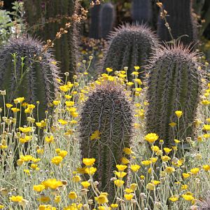 Cactus Garden