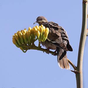 White Winged Dove on century plant