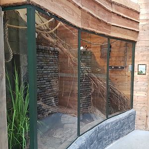 Enclosure Tree-shrew