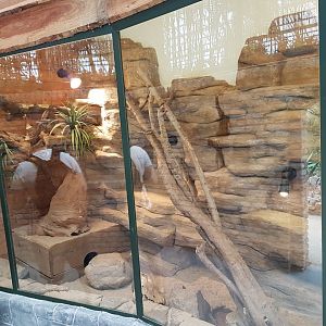 Enclosure Dwarf mongoose