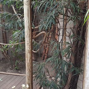 Common marmoset-enclosure