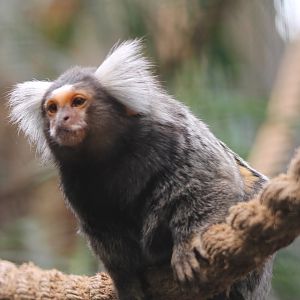 Common marmoset