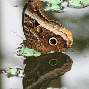 Butterfly on the water