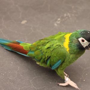 Yellow-collared macaw