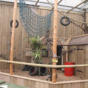 Enclosure Cotton-top tamarin