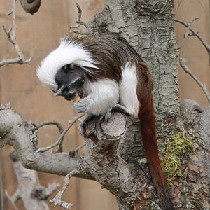 Cotton-top tamarin