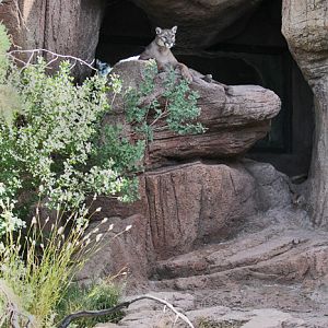 Puma Exhibit