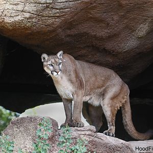 North American Puma