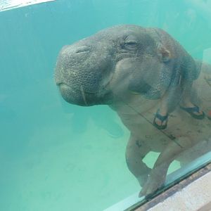 pygmy hippo up close and personal