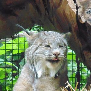 new zoo species Candian Lynx