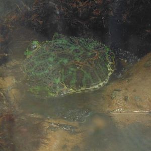 new zoo species Argentine Horned Frog