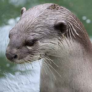Smooth Coated Otter at Colchester Zoo 28/05/2017