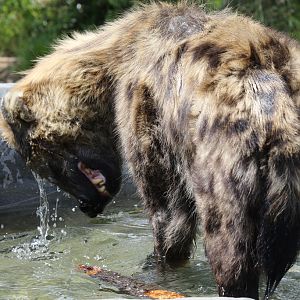 Spotted Hyena at Colchester Zoo 28/05/2017