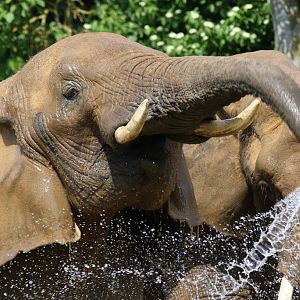 African Elephant at Colchester Zoo 28/05/2017
