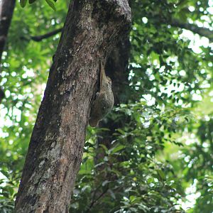 Sunda Colugo (Galeopterus variegatus)