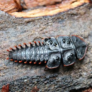 Trilobite Larva (Platerodrilus sp.)