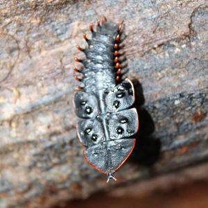 Trilobite Larva (Platerodrilus sp.)