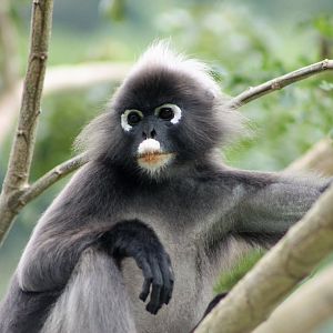 Dusky Langur (Trachypithecus obscurus)