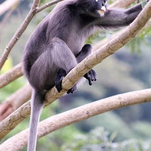 Dusky Langur (Trachypithecus obscurus)