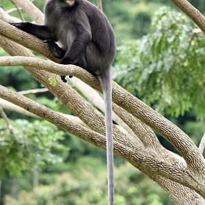 Dusky Langur (Trachypithecus obscurus)