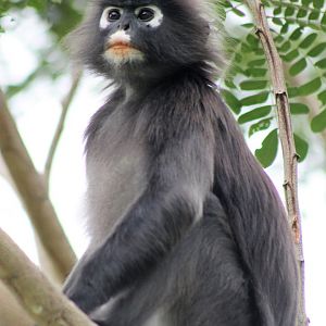 Dusky Langur (Trachypithecus obscurus)
