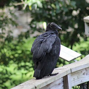 Wild American Black Vulture
