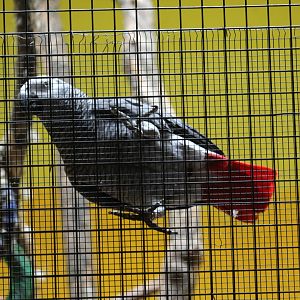 Congo Grey Parrot