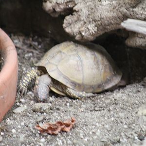 Box Turtle ID?