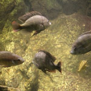 Lake Victoria Cichlid ID?