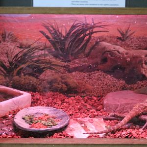 Bearded Dragon Terrarium