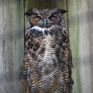 Great Horned Owl
