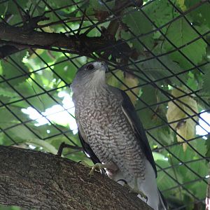 Cooper's Hawk