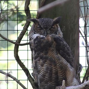 Great Horned Owl