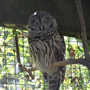 Barred Owl