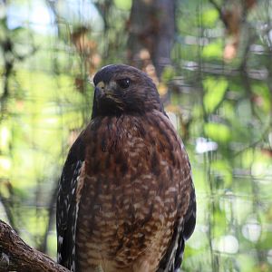 Red-Shouldered Hawk