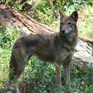 Red Wolf