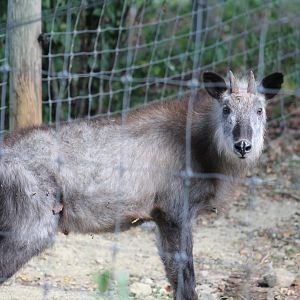 Japanese Serow